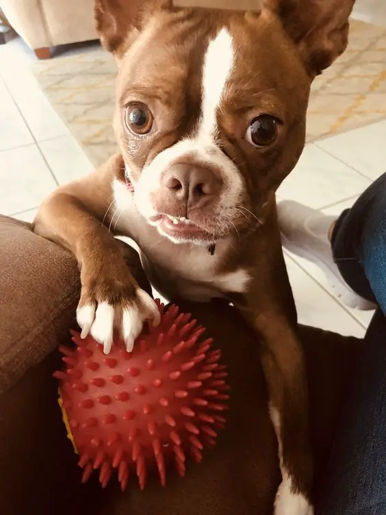 Boston Terrier standing up behind the couch with a ball