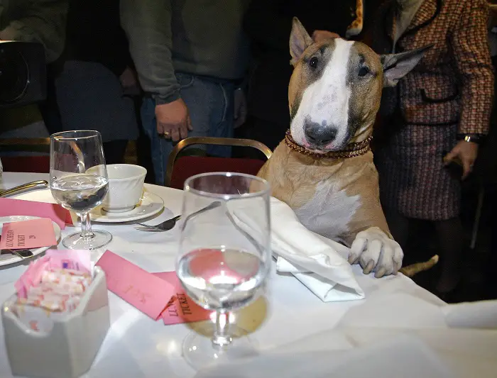 English Bull Terrier sitting on the chair across the table