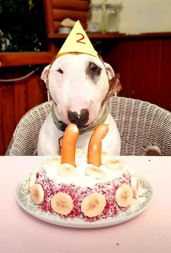 English Bull Terrier wearing a cone cap with number two while siting on the chair behind its birthday cake on the table