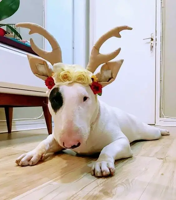 Bull Terriers lying down on the floor wearing a reindeer headband with flowers