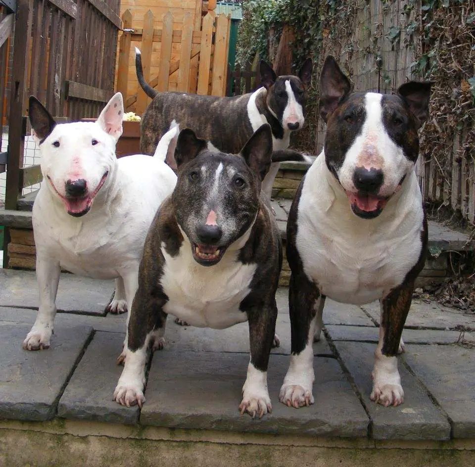 four English Bull Terrier standing on the stairs while smiling