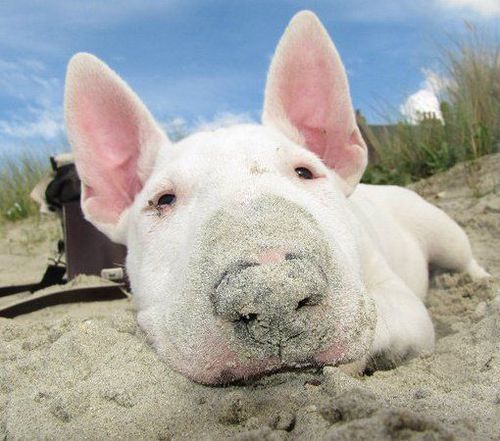 English Bull Terrier lying in the sand with sand in its nose