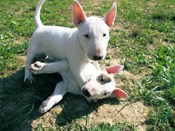 English Bull Terrier puppies playing with each other in the yard