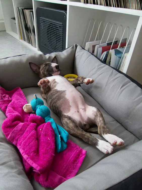 English Bull Terrier sleeping on its back in its bed next to his stuffed toy and towel