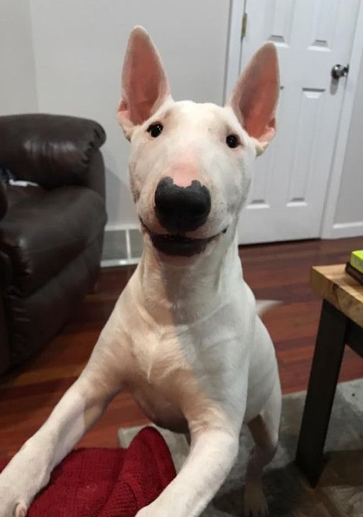 English Bull Terrier standing leaning on the couch with its happy face