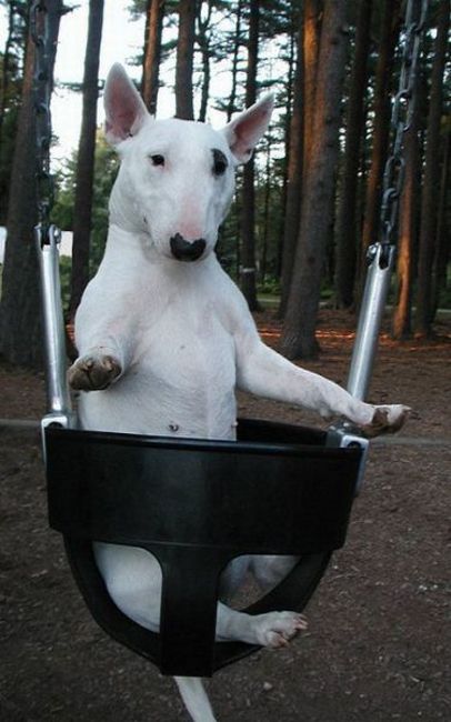 English Bull Terrier siting on a swing at the park