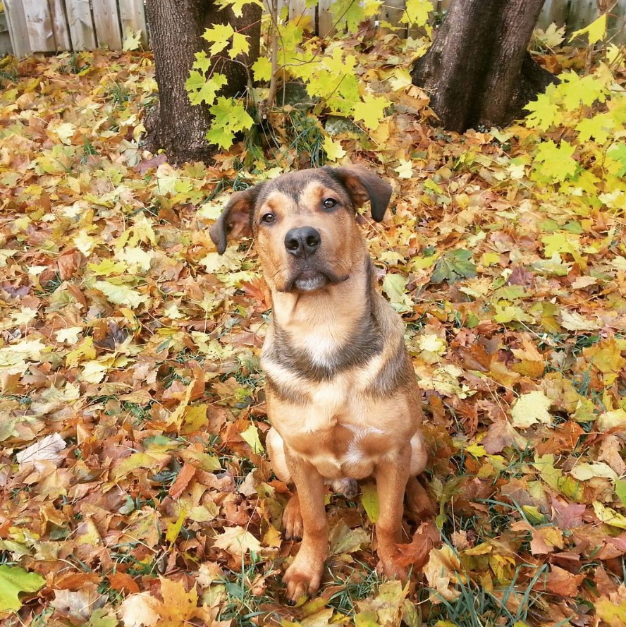 Bull Mastweiler sitting in the grass full of dried leaves