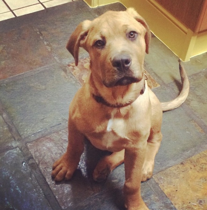 Bull Mastweiler sitting on the floor