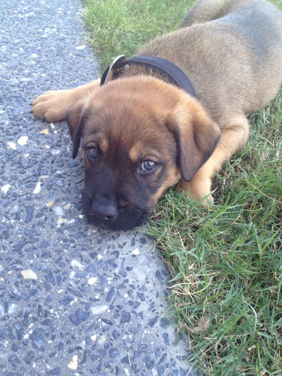 Bull Mastweiler puppy lying down on the green grass