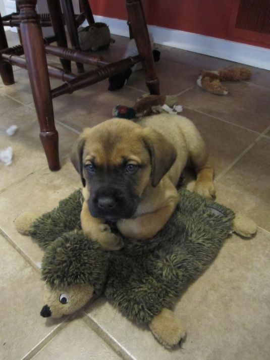 Bull Mastweiler puppy on top of a squirrel carpet on the floor