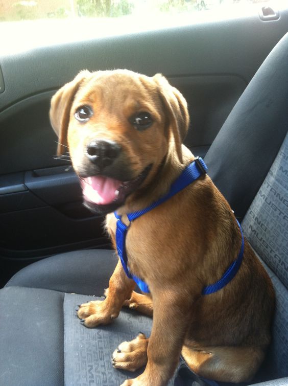 Bull Mastweiler puppy sitting on the passenger seat