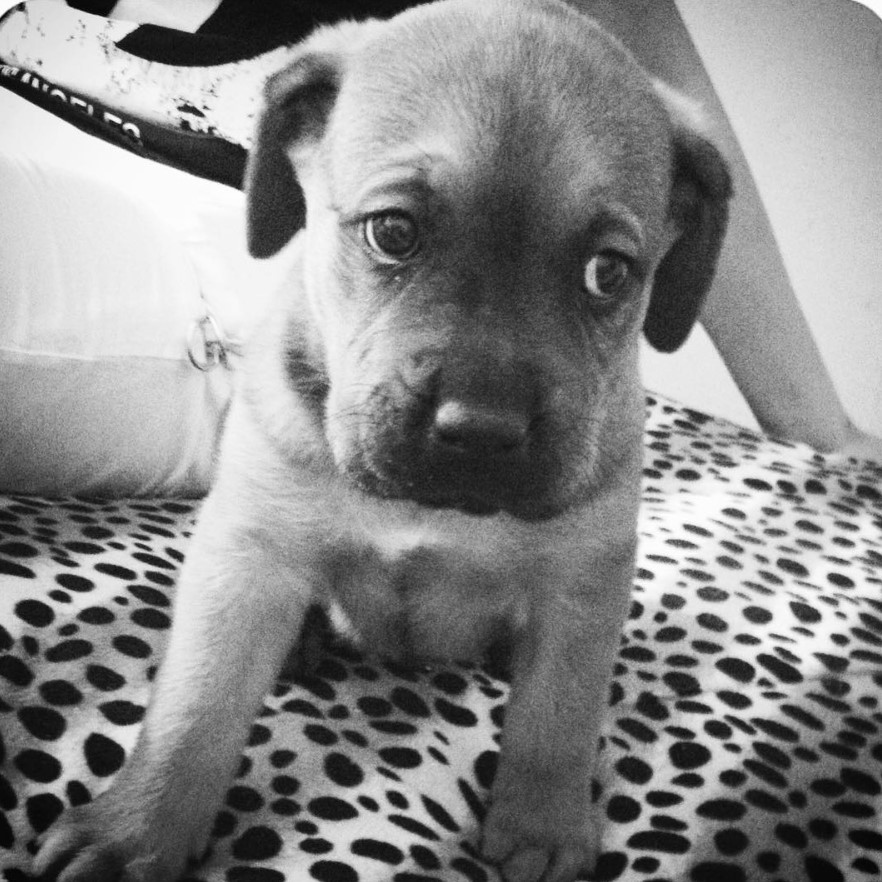 Bull Mastweiler puppy sitting on the bed