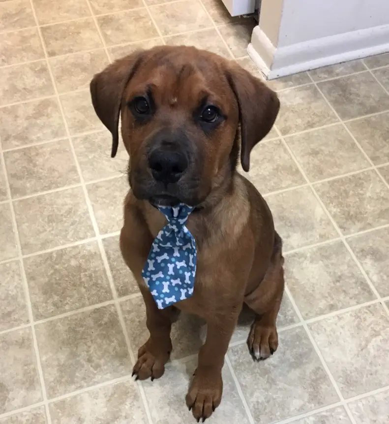 Bull Mastweiler puppy wearing a cute blue neck tie while sitting on the floor