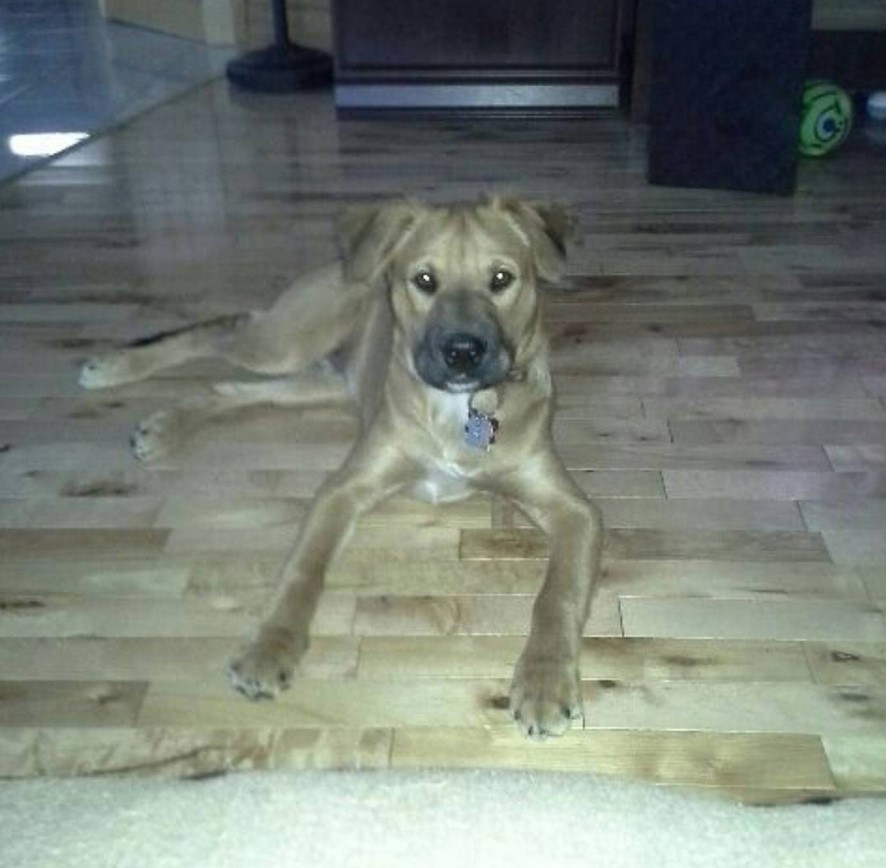 Bull Mastweiler lying on the floor at night