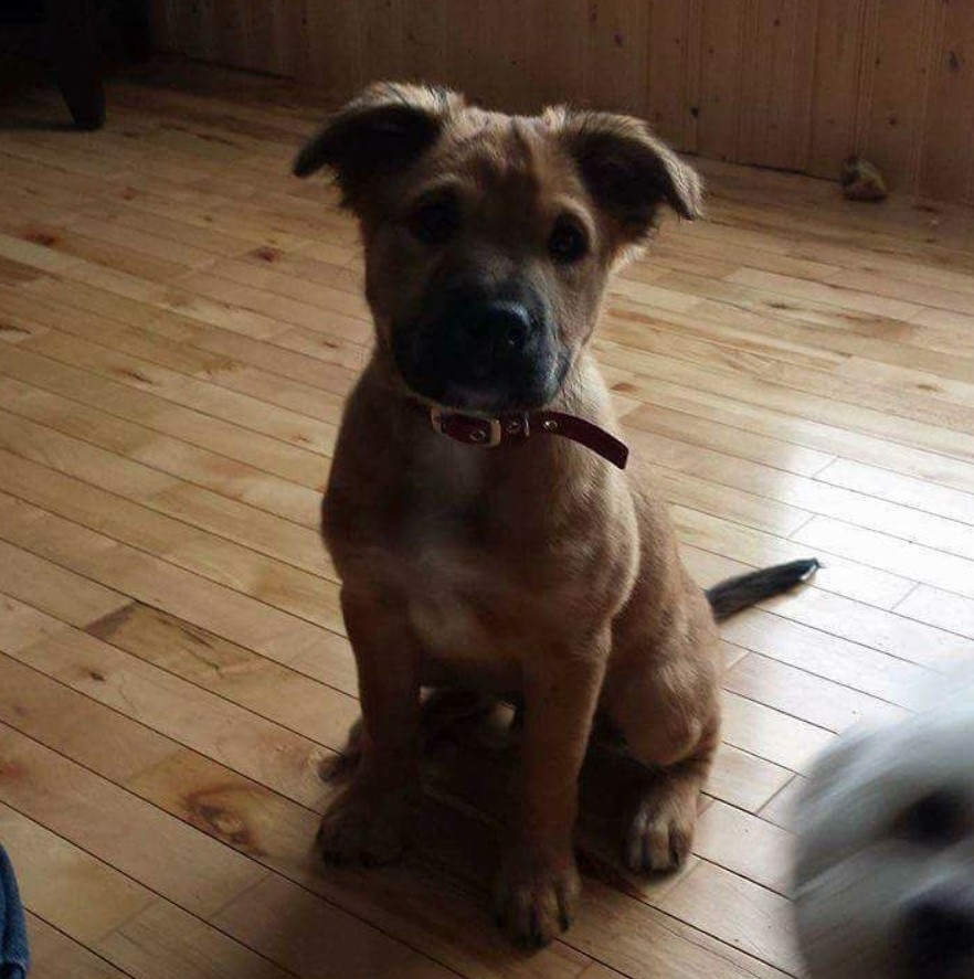 Bull Mastweiler puppy sitting on the floor