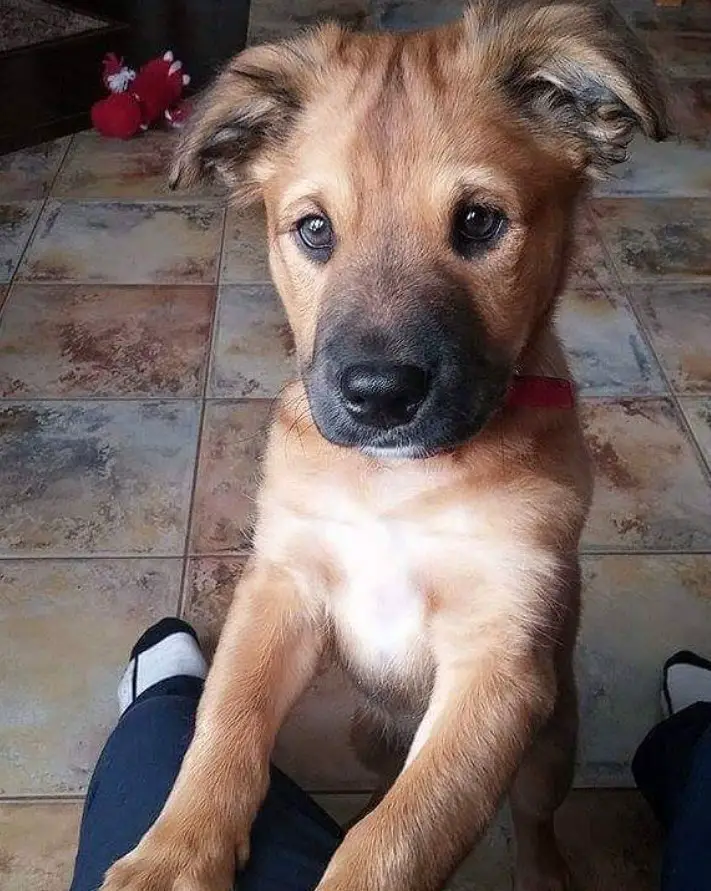Bull Mastweiler puppy standing up leaning on the legs of a person with its begging face