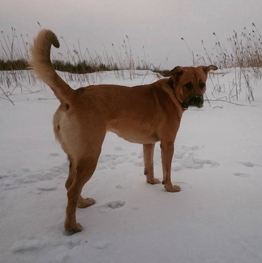 Bull Mastweiler standing in snow