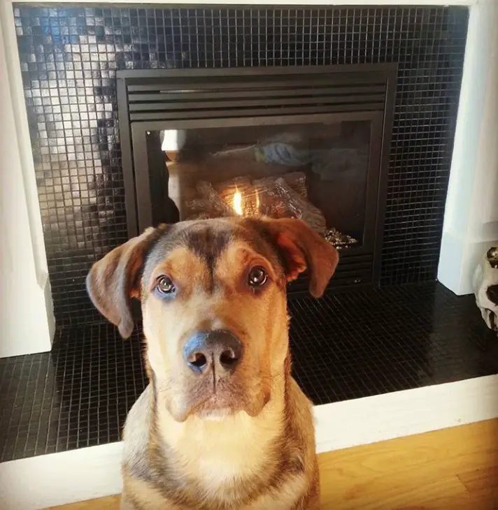 Bull Mastweiler sitting on the floor in front of a fireplace