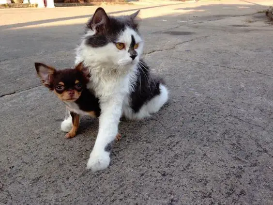 A Chihuahua sitting on the pavement with a large cat on its back