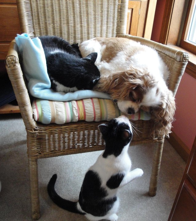 Cavalier King Charles Spaniel dog sleeping on the chair