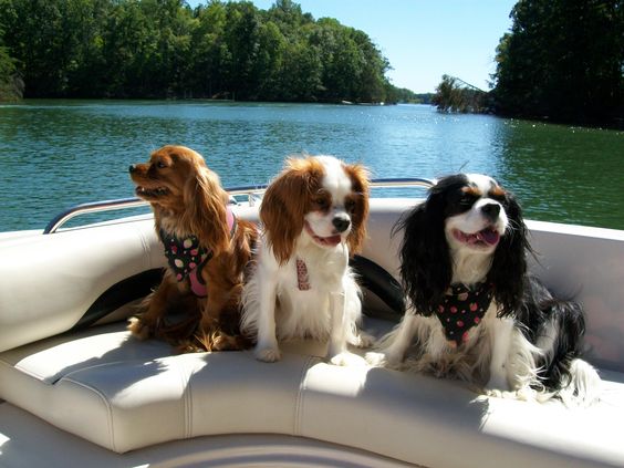 Cavalier King Charles Spaniel sitting on top of the chair in the boat