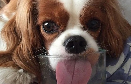 best toys for cavalier king charles