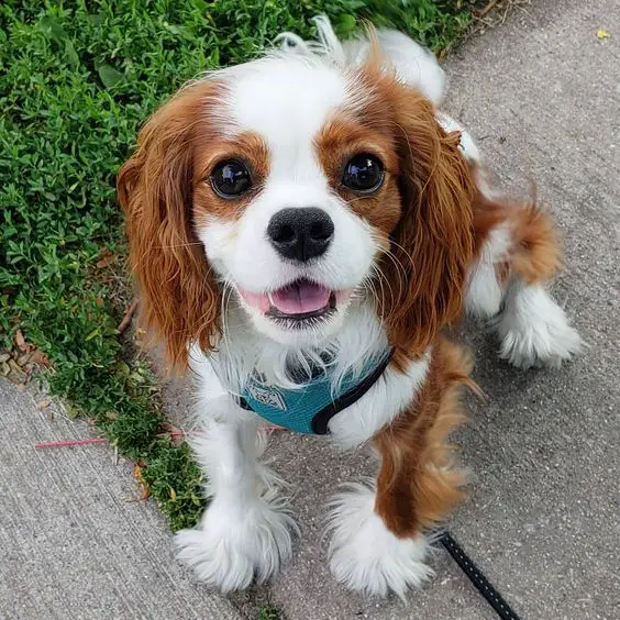 excited Cavalier King Charles Spaniel dog taking a walk at the park