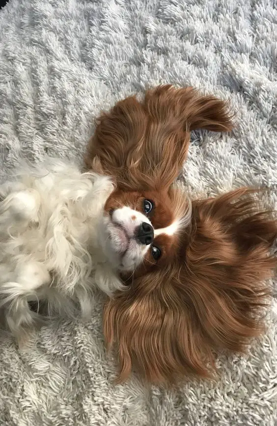 Cavalier King Charles Spaniel dog lying on the carpet with its hair on the ears spread