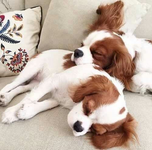 two Cavalier King Charles Spaniel dogs sleeping on the couch