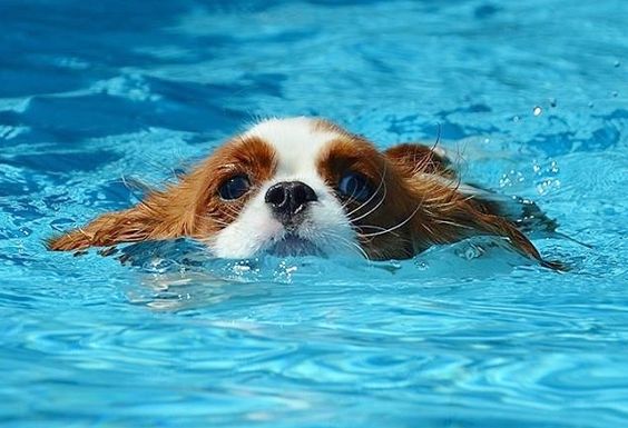 Cavalier King Charles Spaniel swimming in the swimming pool