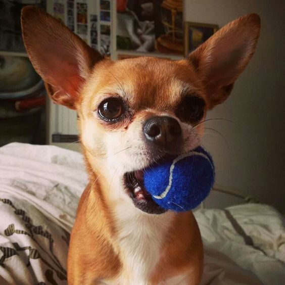 Chihuahua with ball in its mouth