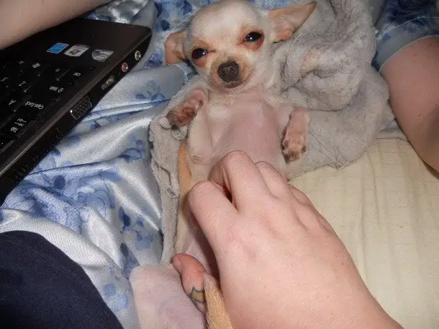 Chihuahua having belly rubs