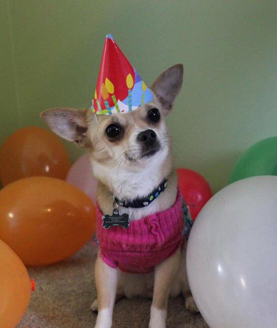 A Chihuahua wearing a pink sweater and wearing a cone hat
