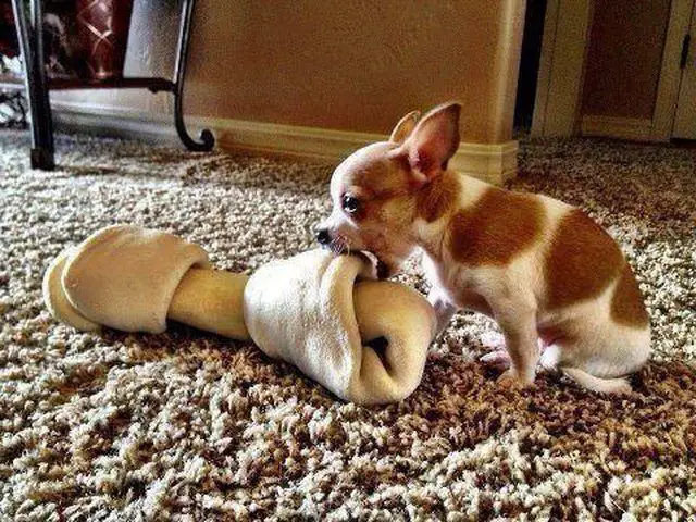 A Chihuahua sitting on the floor while biting a large bone