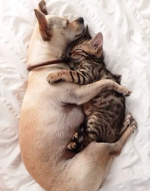 A Chihuahua and a cat sleeping on the bed while hugging each other