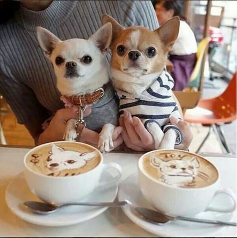 a woman holding two Chihuahua in her lap in front of the cup of coffee with their faces