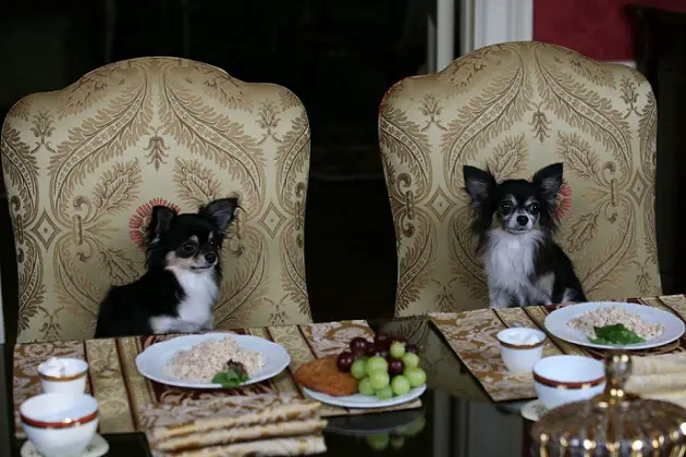 two Chihuahua sitting at the table in front of their food