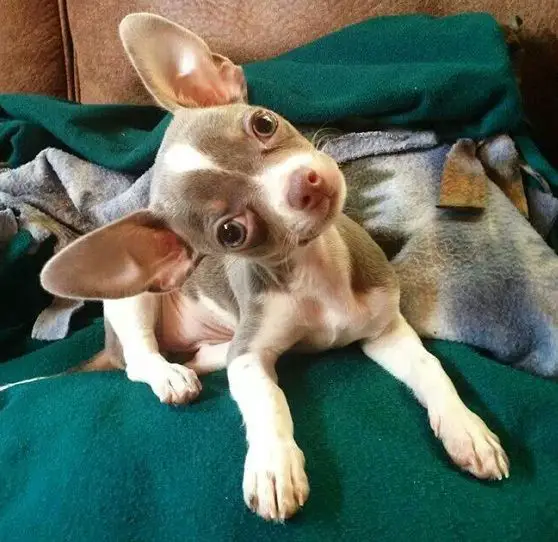 Chihuahua lying on the bed with its head tilting