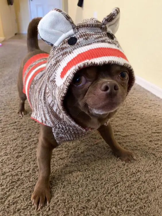 Chihuahua wearing a cute sweater