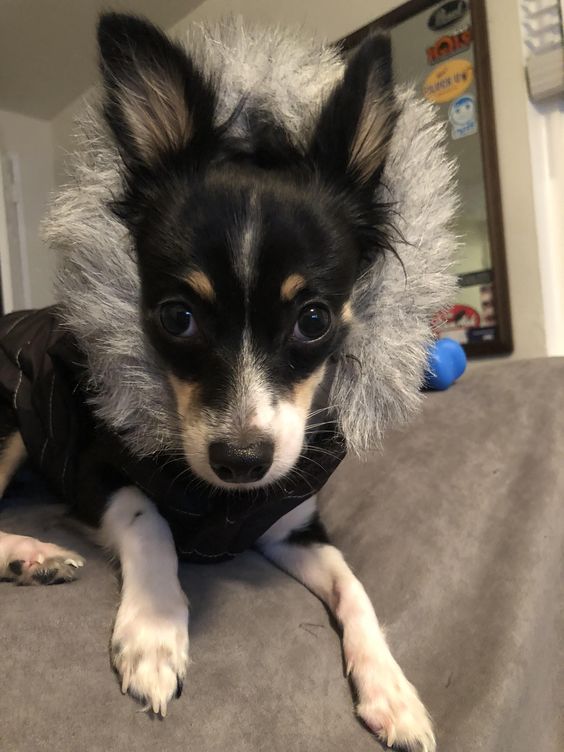 Chihuahua wearing a sweater with a feathered hoodie while lying down on the couch