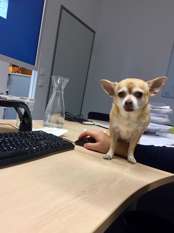 Chihuahua on its owners hand while working