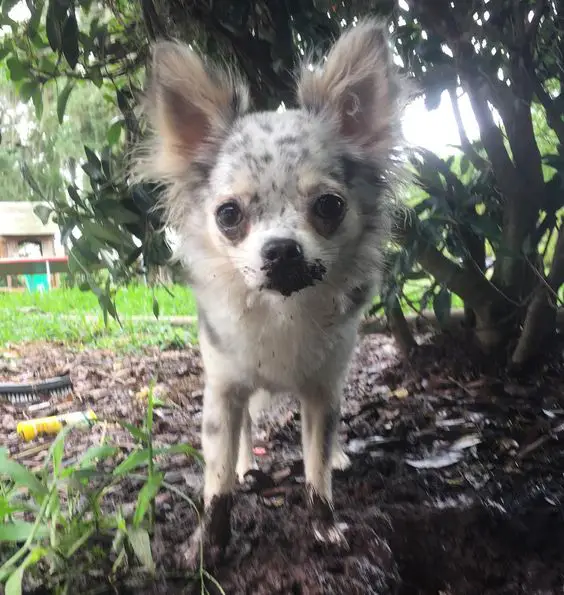 Chihuahua with dirt on its mouth in the garden
