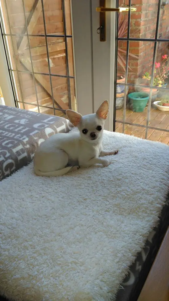 Chihuahua lying down on the bed in front of the window