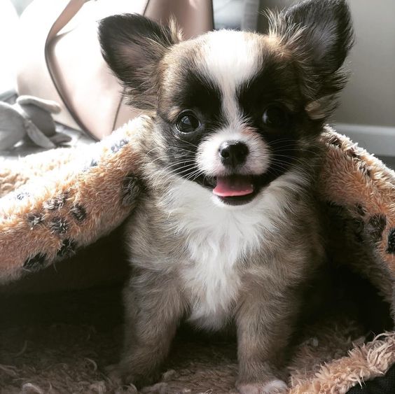 Chihuahua in a blanket with its tongue sticking out