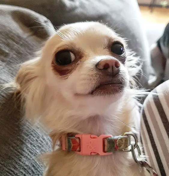 suspicious face of a Chihuahua