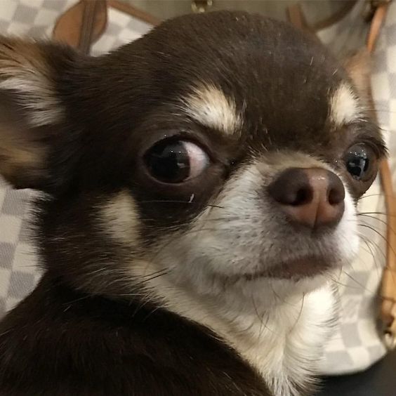 suspicious face of a Chihuahua