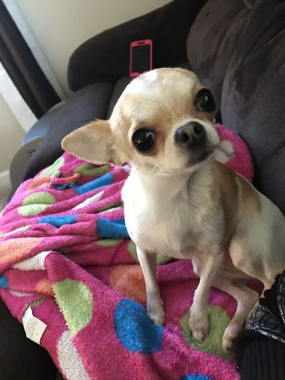 Chihuahua sitting on the couch