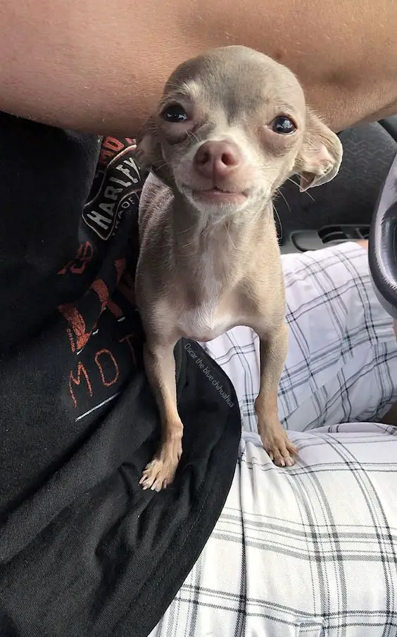 Chihuahua on its owner's lap in the car