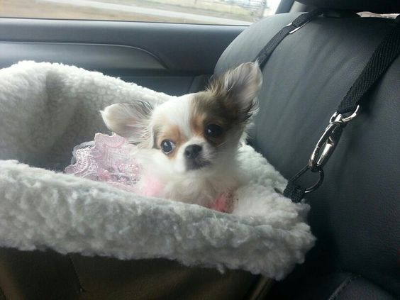 Chihuahua wearing a pink dress while lying on its bed in the car