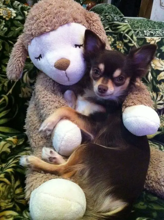 Chihuahua snuggled up on a teddy bear stuffed toy